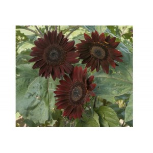 SUNFLOWER CHOCOLAT / CHOCOLATE - HELIANTHUS ANNUUS - 20 SEEDS SUNFLOWER CHOCOLAT / CHOCOLATE - HELIANTHUS ANNUUS - 20 SEEDS