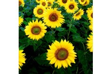 SUNFLOWER GIANT YELLOW SEEDS - SINGLE FLOWERED HELIANTHUS UNIFLORUS GIGANTEUS - 20 SEEDS SUNFLOWER GIANT YELLOW SEEDS - SINGLE FLOWERED HELIANTHUS UNIFLORUS GIGANTEUS - 20 SEEDS