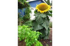 SUNFLOWER - MONGOLIAN GIANT - HELIANTHUS ANNUUS - 20 SEEDS SUNFLOWER - MONGOLIAN GIANT - HELIANTHUS ANNUUS - 20 SEEDS