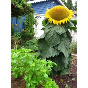 SUNFLOWER - MONGOLIAN GIANT - HELIANTHUS ANNUUS - 20 SEEDS