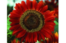 SUNFLOWER RED SUN SEEDS - SINGLE FLOWERED HELIANTHUS ANNUS RED SUN - 20 SEEDS SUNFLOWER RED SUN SEEDS - SINGLE FLOWERED HELIANTHUS ANNUS RED SUN - 20 SEEDS