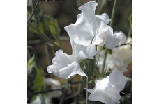 SWEET PEA DWARF CUPID WHITE SEEDS - WHITE LATHYDORUS ODORATUS - 40 SEEDS