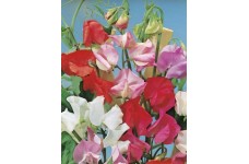 SWEET PEA EARLY MULTIFLORA MIX SEEDS - MIXED COLOUR LATHYDORUS ODORATUS - 40 SEEDS