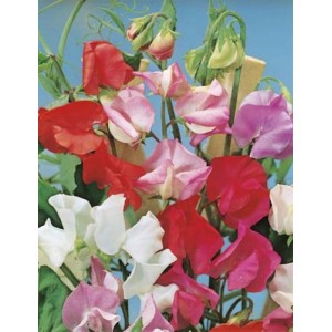 SWEET PEA EARLY MULTIFLORA MIX SEEDS - MIXED COLOUR LATHYDORUS ODORATUS - 40 SEEDS SWEET PEA EARLY MULTIFLORA MIX SEEDS - MIXED COLOUR LATHYDORUS ODORATUS - 40 SEEDS