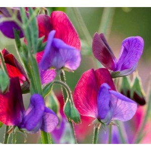 SWEET PEA GRANDIFLORA MATUCANA SEEDS - BLUE & PURPLE LATHYDORUS ODORATUS - 20 SEEDS SWEET PEA GRANDIFLORA MATUCANA SEEDS - BLUE & PURPLE LATHYDORUS ODORATUS - 20 SEEDS