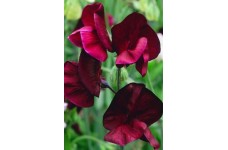 SWEET PEA HEIRLOOM BEUJOLAIS SEEDS - BURGUNDY LATHYDORUS ODORATUS - 20 SEEDS SWEET PEA HEIRLOOM BEUJOLAIS SEEDS - BURGUNDY LATHYDORUS ODORATUS - 20 SEEDS