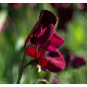 SWEET PEA HEIRLOOM BLACK KNIGHT SEEDS - DARK PURPLE LATHYDORUS ODORATUS - 20 SEEDS SWEET PEA HEIRLOOM BLACK KNIGHT SEEDS - DARK PURPLE LATHYDORUS ODORATUS - 20 SEEDS