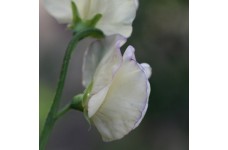 SWEET PEA HI SCENT GRANDIFLORA SEEDS - HEAVILY SCENTED LATHYDORUS ODORATUS - 20 SEEDS