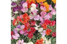 SWEET PEA KNEE HIGH DWARF SEEDS - MIXED COLOUR LATHYDORUS ODORATUS - 40 SEEDS