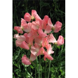 SWEET PEA PRINCESS ELIZABETH SEEDS - LATHYDORUS ODORATUS - 20 SEEDS SWEET PEA PRINCESS ELIZABETH SEEDS - LATHYDORUS ODORATUS - 20 SEEDS
