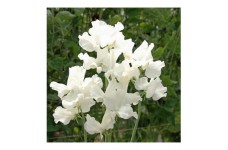 SWEET PEA ROYAL FAMILY WHITE SEEDS - WHITE LATHYDORUS ODORATUS - 40 SEEDS