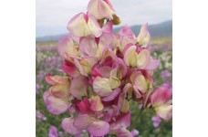 SWEET PEA GRANDIFLORA SPANISH DANCER SEEDS - TRICOLOUR - LATHYDORUS ODORATUS - 20 SEEDS