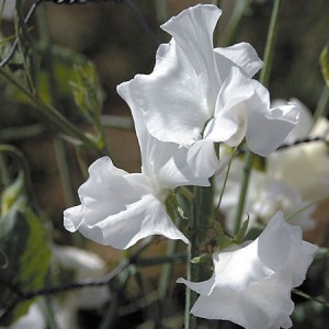 SWEET PEA SWAN LAKE - LATHYDORUS ODORATUS - WHITE FLOWERS - 40 SEEDS