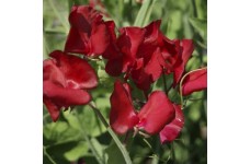SWEET PEA WINSTON CHURCHILL SEEDS - DARK CRIMSON LATHYDORUS ODORATUS - 40 SEEDS