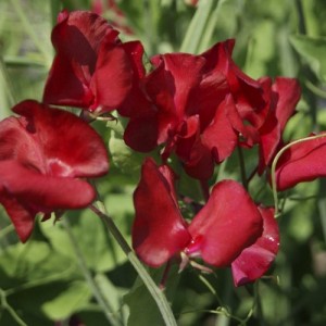 SWEET PEA WINSTON CHURCHILL SEEDS - DARK CRIMSON LATHYDORUS ODORATUS - 40 SEEDS SWEET PEA WINSTON CHURCHILL SEEDS - DARK CRIMSON LATHYDORUS ODORATUS - 40 SEEDS