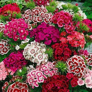 DIANTHUS BARBATUS SEEDS - SWEET WILLIAM INDIAN CARPET MIX SEEDS - 250 SEEDS DIANTHUS BARBATUS SEEDS - SWEET WILLIAM INDIAN CARPET MIX SEEDS - 250 SEEDS