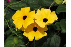THUNBERGIA ALTA MIX - BLACK EYED SUSAN VINE - 25 SEEDS