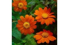 TITHONIA GOLDFINGER SEEDS - MEXICAN SUNFLOWER SEEDS - ORANGE FLOWERS - 50 SEEDS