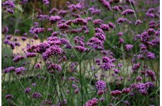 VERBENA BONARIENSIS SEEDS - ARGENTINIAN VERVAIN - 100 SEEDS