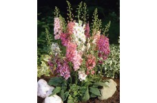 VERBASCUM PHOENICEUM HYBRID MIX SEEDS - MIXED COLOUR FLOWERS - 250 SEEDS
