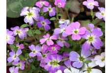 STOCK - VIRGINIA STOCK SEEDS - MALCOMIA MARITIMA PINK & LILAC FLOWERS - 350 SEEDS STOCK - VIRGINIA STOCK SEEDS - MALCOMIA MARITIMA PINK & LILAC FLOWERS - 350 SEEDS
