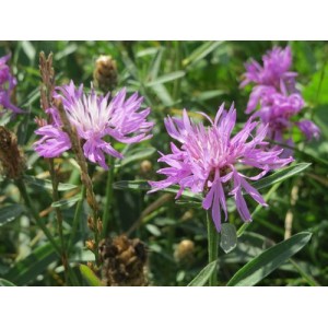 CENTAUREA JACEA SEEDS - BROWN KNAPWEED WILDFLOWER - GREAT FOR BEES - 50 SEEDS