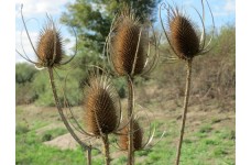 DIPSACUS FULLONUM SATIVAS LILAC SEEDS - COMMON TEASEL WILDFLOWER - 50 SEEDS DIPSACUS FULLONUM SATIVAS LILAC SEEDS - COMMON TEASEL WILDFLOWER - 50 SEEDS