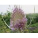 DIPSACUS FULLONUM SATIVAS LILAC SEEDS - COMMON TEASEL WILDFLOWER - 50 SEEDS