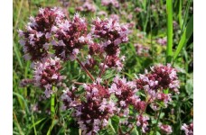 ORIGANUM VULGARE WILD OREGANO SEEDS - WILD MAJORAM WILDFLOWER - 250 SEEDS ORIGANUM VULGARE WILD OREGANO SEEDS - WILD MAJORAM WILDFLOWER - 250 SEEDS