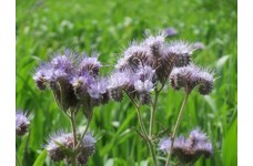 PHACELLA TANACETIFOLIA SEEDS - BLUE TANSY - WILDFLOWER - 250 SEEDS PHACELLA TANACETIFOLIA SEEDS - BLUE TANSY - WILDFLOWER - 250 SEEDS