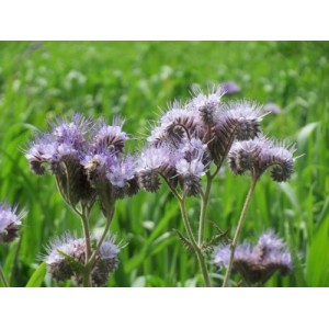 PHACELLA TANACETIFOLIA SEEDS - BLUE TANSY - WILDFLOWER - 250 SEEDS