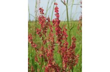 RUMEX ACETOSA SEEDS - COMMON SORREL WILDFLOWER GREAT FOR BIRDS - 500 SEEDS RUMEX ACETOSA SEEDS - COMMON SORREL WILDFLOWER GREAT FOR BIRDS - 500 SEEDS