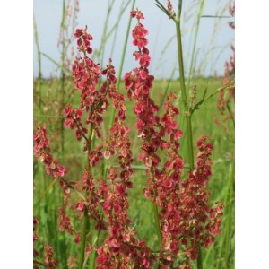 RUMEX ACETOSA SEEDS - COMMON SORREL WILDFLOWER GREAT FOR BIRDS - 500 SEEDS