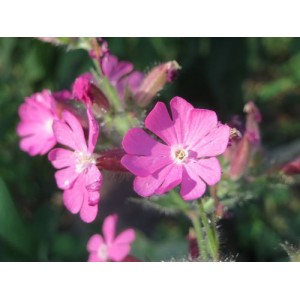 SILENE DIOICA SEEDS - RED CAMPION - PERENNIAL WILDFLOWER - 100 SEEDS