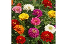 ZINNIA CALIFORNIA GIANT MIX SEEDS - MIXED COLOUR FLOWERS - 100 SEEDS 