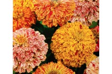 ZINNIA ELEGANS PEPPERMINT STICK SEEDS - MIXED COLOUR FLOWERS - 100 SEEDS