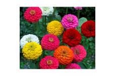 ZINNIA ELEGANS LILLIPUT MIX SEEDS - MIXED COLOUR SEMI DOUBLE FLOWERS - 100 SEEDS