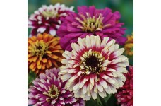 ZINNIA ELEGANS WHIRLYGIG MIX SEEDS - MIXED COLOUR FLOWERS - 100 SEEDS